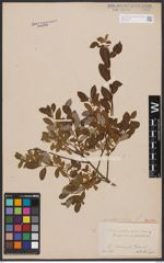 Salix aurita L. x Salix repens L.